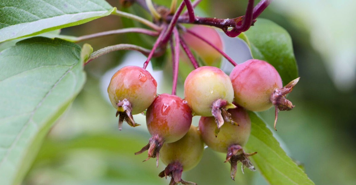 Crab apples